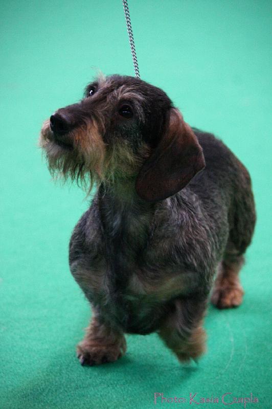 Crufts2011_2 1620.jpg